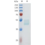 SDS-PAGE - Recombinant Human c-Kit Protein (C-terminal hFc Tag) (A332955) - Antibodies.com