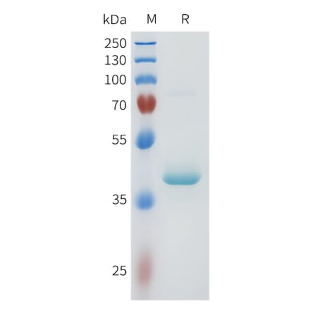 SDS-PAGE - Recombinant Human PVRL4 Protein (C-terminal hFc Tag) (A332957) - Antibodies.com