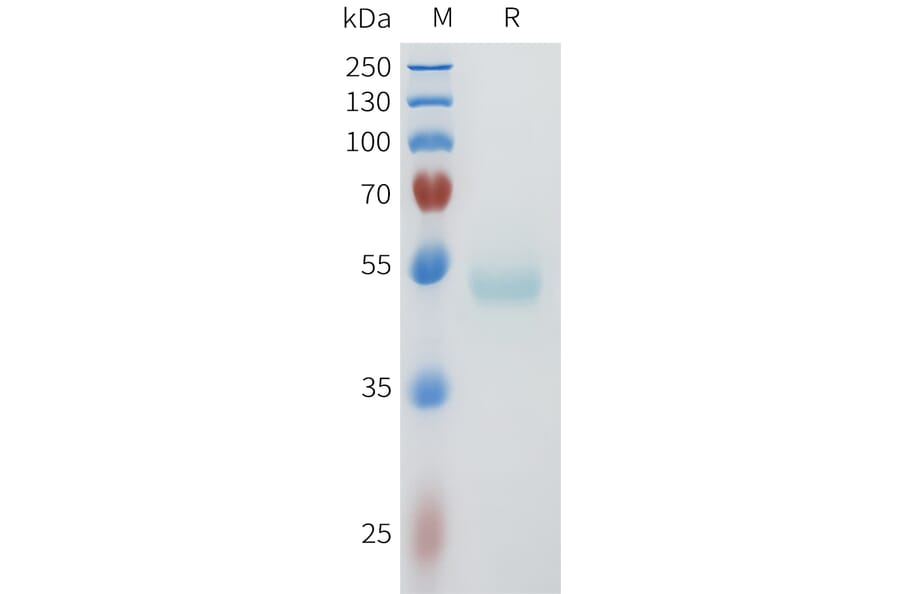 SDS-PAGE - Recombinant Human PVRL4 Protein (C-terminal hFc Tag) (A332958) - Antibodies.com