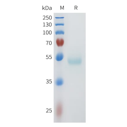 SDS-PAGE - Recombinant Human PVRL4 Protein (C-terminal hFc Tag) (A332958) - Antibodies.com