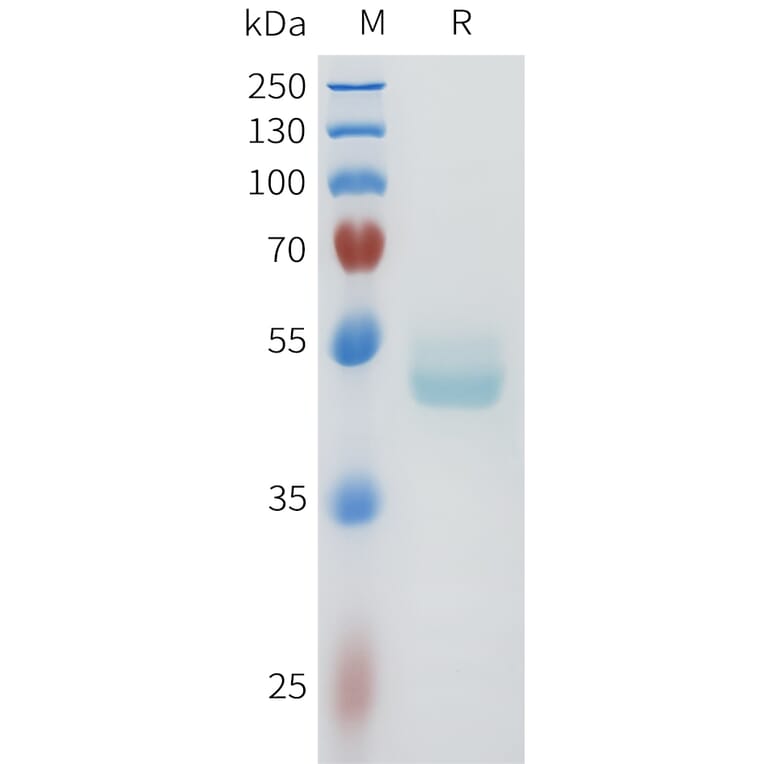 SDS-PAGE - Recombinant Human E Cadherin Protein (C-terminal hFc Tag) (A332959) - Antibodies.com