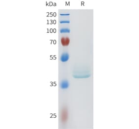 SDS-PAGE - Recombinant Human LI Cadherin Protein (C-terminal hFc Tag) (A332960) - Antibodies.com