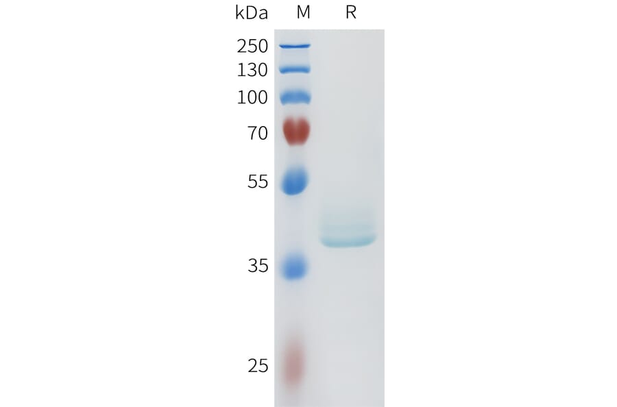 SDS-PAGE - Recombinant Human LI Cadherin Protein (C-terminal hFc Tag) (A332960) - Antibodies.com