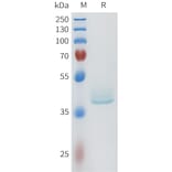 SDS-PAGE - Recombinant Human LI Cadherin Protein (C-terminal hFc Tag) (A332960) - Antibodies.com