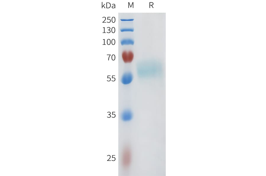 SDS-PAGE - Recombinant Human ACVR2A Protein (C-terminal mFc Tag) (A332961) - Antibodies.com