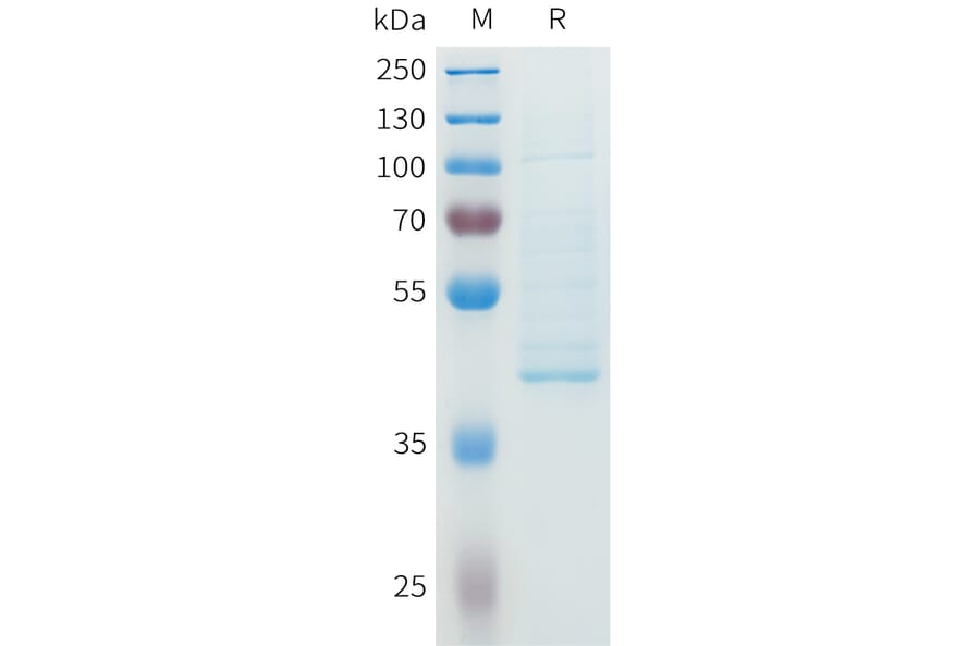 SDS-PAGE - Recombinant Human NGF Protein (C-terminal hFc Tag) (A332963) - Antibodies.com