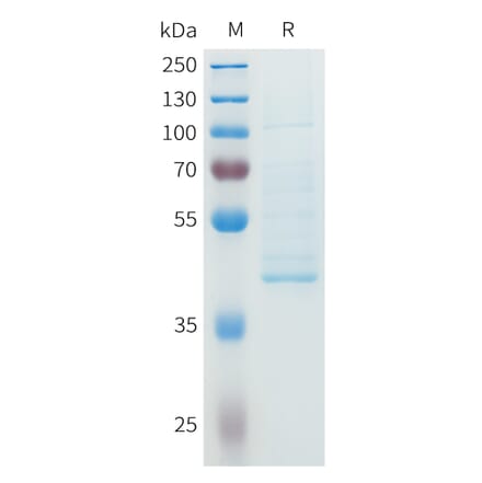 SDS-PAGE - Recombinant Human NGF Protein (C-terminal hFc Tag) (A332963) - Antibodies.com
