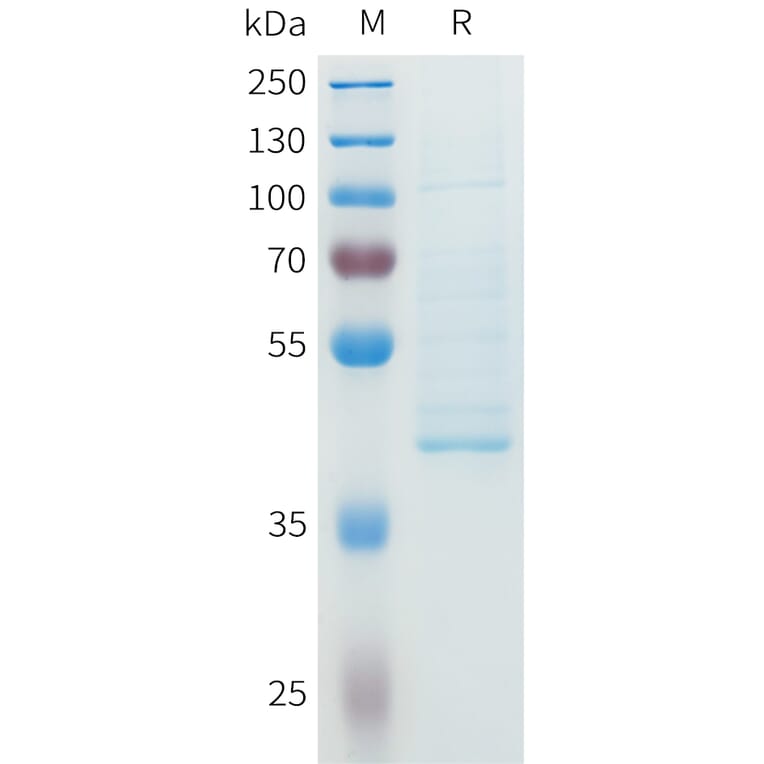 SDS-PAGE - Recombinant Human NGF Protein (C-terminal hFc Tag) (A332963) - Antibodies.com