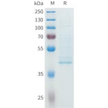 SDS-PAGE - Recombinant Human NGF Protein (C-terminal hFc Tag) (A332963) - Antibodies.com