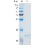 SDS-PAGE - Recombinant Human FGF2 Protein (C-terminal 3xFlag Tag) (A332964) - Antibodies.com