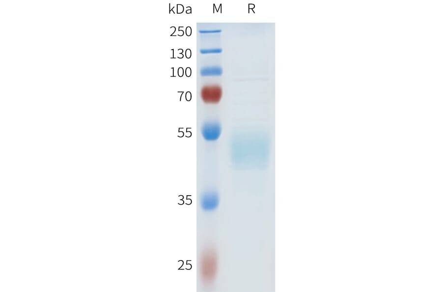 SDS-PAGE - Recombinant Human HHLA2 Protein (C-terminal hFc Tag) (A332969) - Antibodies.com