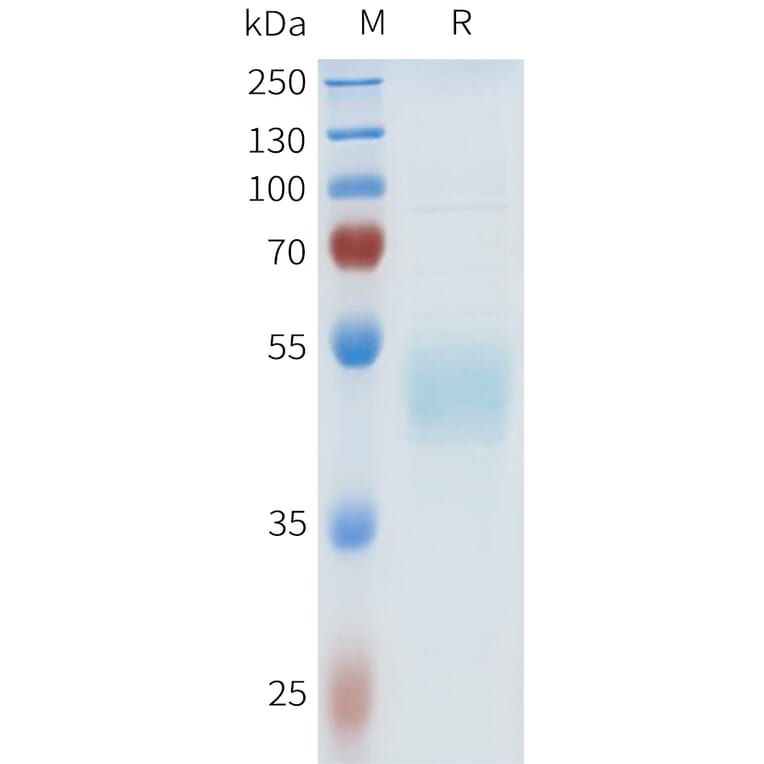 SDS-PAGE - Recombinant Human HHLA2 Protein (C-terminal hFc Tag) (A332969) - Antibodies.com
