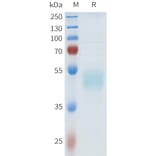 SDS-PAGE - Recombinant Human HHLA2 Protein (C-terminal hFc Tag) (A332969) - Antibodies.com