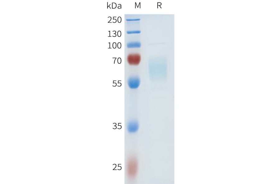 SDS-PAGE - Recombinant Human HHLA2 Protein (C-terminal hFc Tag) (A332971) - Antibodies.com