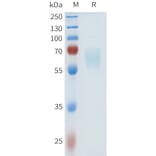 SDS-PAGE - Recombinant Human HHLA2 Protein (C-terminal hFc Tag) (A332971) - Antibodies.com