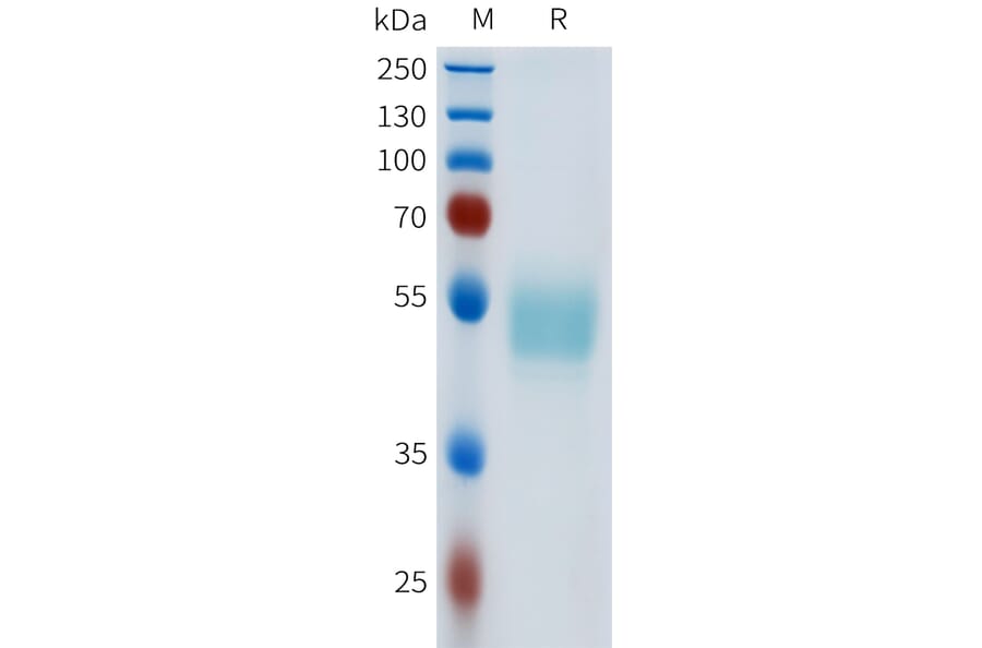 SDS-PAGE - Recombinant Human c-Kit Protein (C-terminal hFc Tag) (A332972) - Antibodies.com