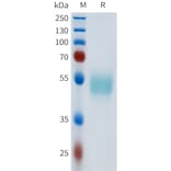 SDS-PAGE - Recombinant Human c-Kit Protein (C-terminal hFc Tag) (A332972) - Antibodies.com
