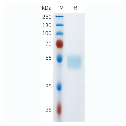 SDS-PAGE - Recombinant Human c-Kit Protein (C-terminal hFc Tag) (A332973) - Antibodies.com