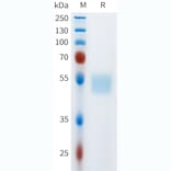 SDS-PAGE - Recombinant Human c-Kit Protein (C-terminal hFc Tag) (A332973) - Antibodies.com