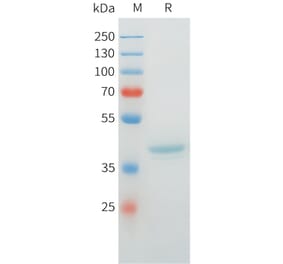 SDS-PAGE - Recombinant Cynomolgus MUC1 Protein (C-terminal hFc Tag) (A332976) - Antibodies.com