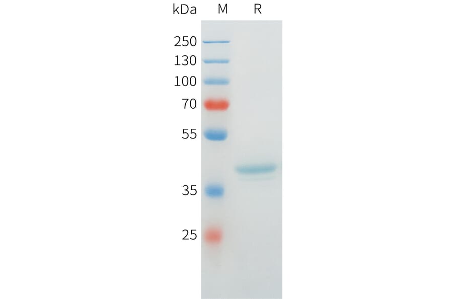 SDS-PAGE - Recombinant Cynomolgus MUC1 Protein (C-terminal hFc Tag) (A332976) - Antibodies.com