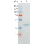 SDS-PAGE - Recombinant Cynomolgus MUC1 Protein (C-terminal hFc Tag) (A332976) - Antibodies.com