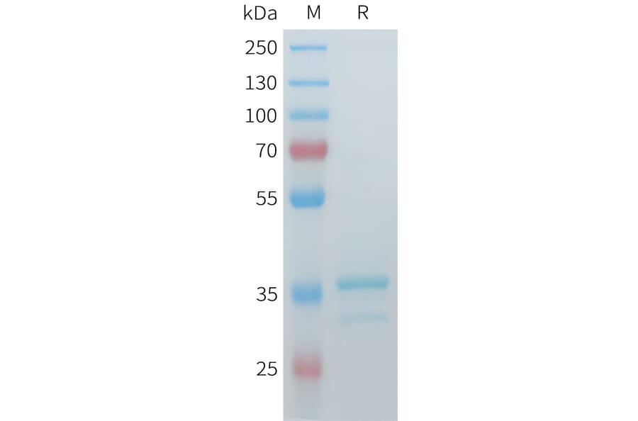 SDS-PAGE - Recombinant Cynomolgus Glypican 3 Protein (N-terminal hFc Tag) (A332980) - Antibodies.com