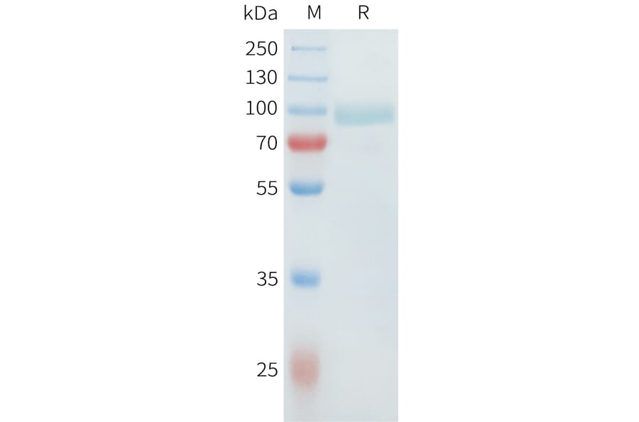 SDS-PAGE - Recombinant Cynomolgus SLC39A6 Protein (C-terminal hFc Tag) (A332982) - Antibodies.com