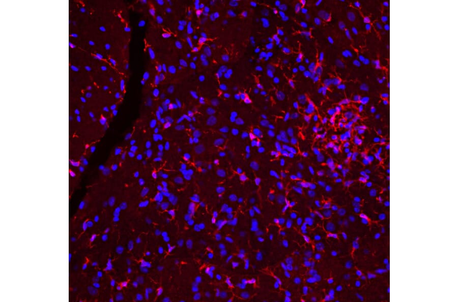 Immunofluorescence - Anti-Iba1 Antibody (A333275) - Antibodies.com