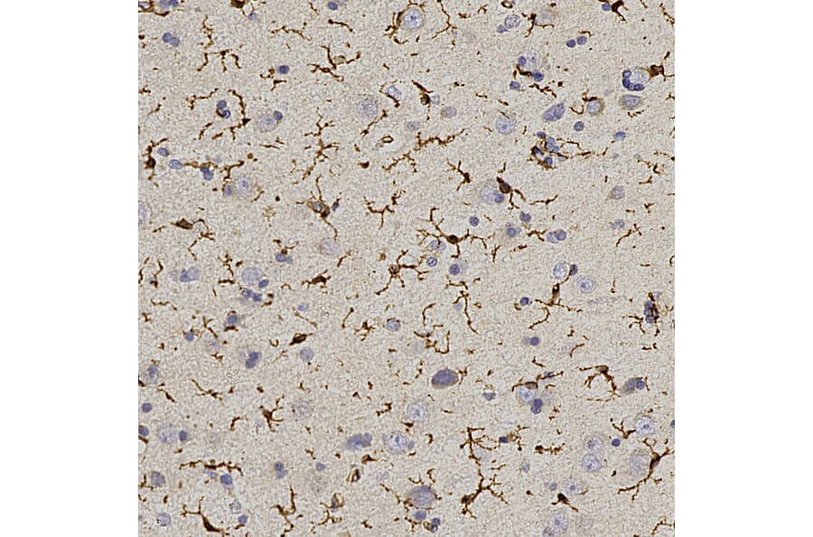 Immunohistochemistry - Anti-Iba1 Antibody (A333275) - Antibodies.com
