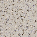 Immunohistochemistry - Anti-Iba1 Antibody (A333275) - Antibodies.com