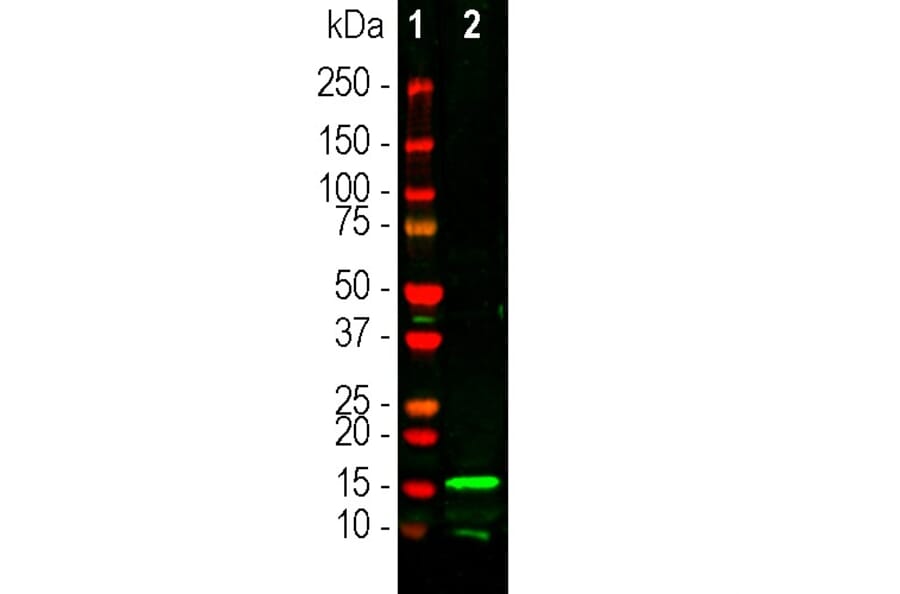 Western Blot - Anti-Iba1 Antibody (A333275) - Antibodies.com