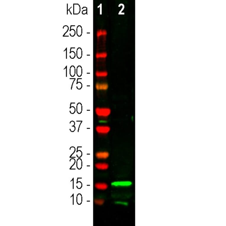 Western Blot - Anti-Iba1 Antibody (A333275) - Antibodies.com