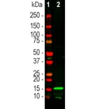 Western Blot - Anti-Iba1 Antibody (A333275) - Antibodies.com