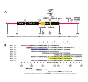 Epitope Diagram - Anti-NF L Antibody (A333276) - Antibodies.com