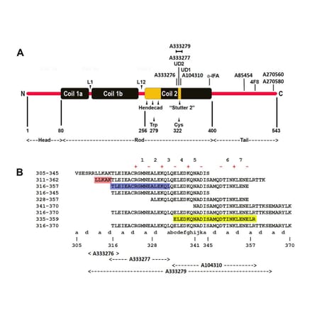 Epitope Diagram - Anti-NF L Antibody (A333276) - Antibodies.com