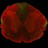 Immunofluorescence - Anti-NF L Antibody (A333276) - Antibodies.com