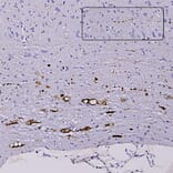 Immunohistochemistry - Anti-NF L Antibody (A333276) - Antibodies.com