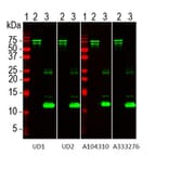 Western Blot - Anti-NF L Antibody (A333276) - Antibodies.com