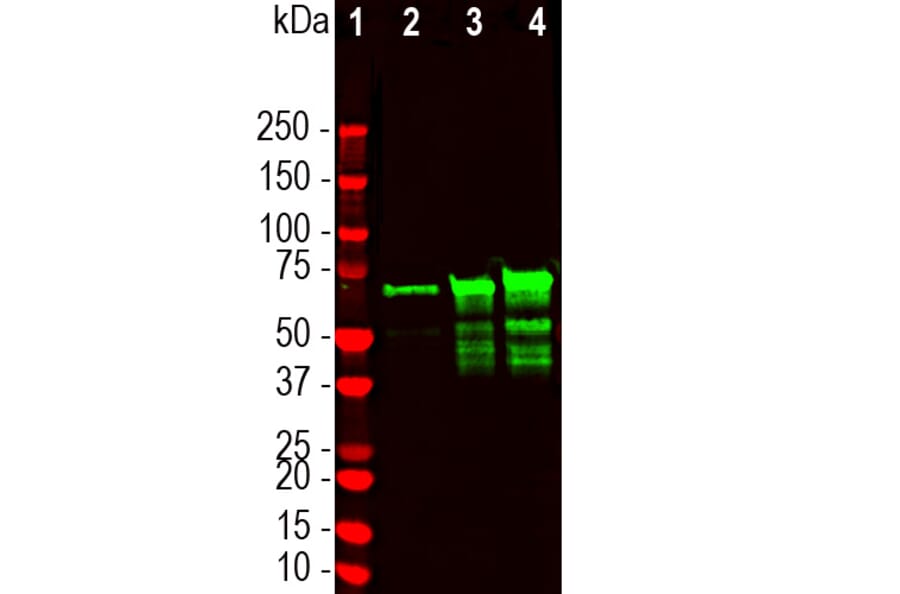 Western Blot - Anti-NF L Antibody (A333276) - Antibodies.com