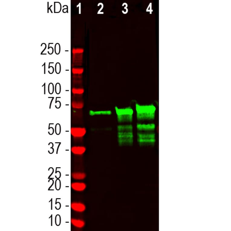 Western Blot - Anti-NF L Antibody (A333276) - Antibodies.com