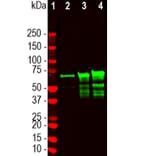 Western Blot - Anti-NF L Antibody (A333276) - Antibodies.com