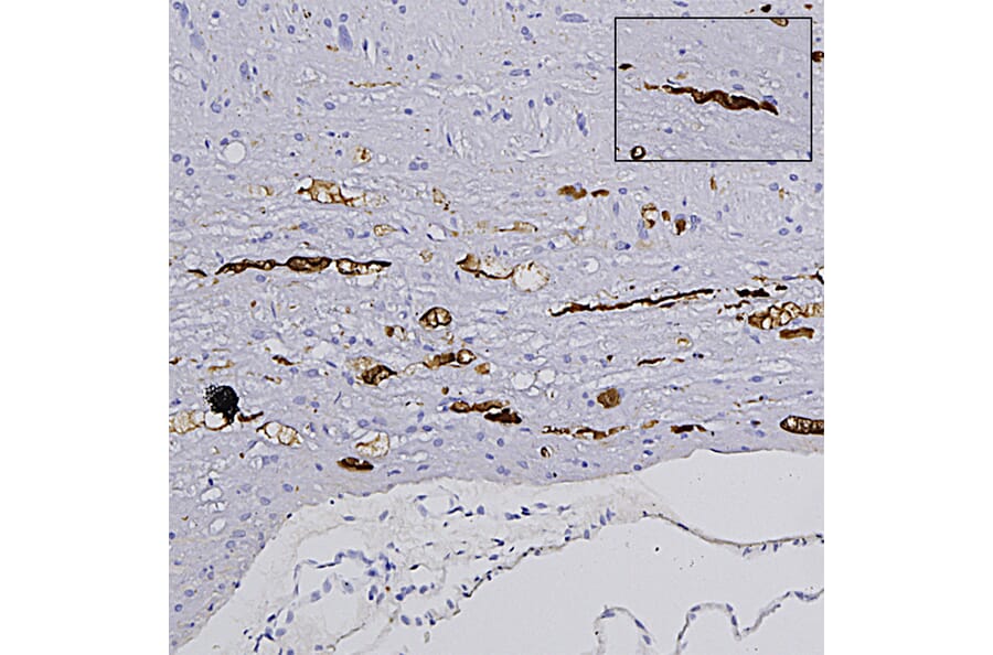 Immunohistochemistry - Anti-NF L Antibody (A333277) - Antibodies.com