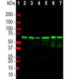 Western Blot - Anti-NF L Antibody (A333277) - Antibodies.com