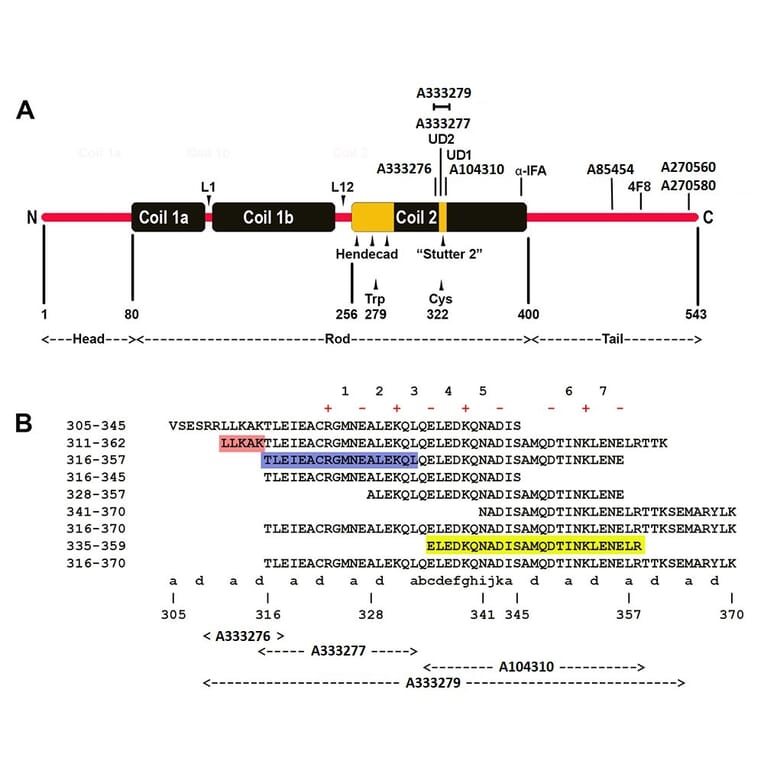 Epitope Diagram - Anti-NF L Antibody (A333279) - Antibodies.com