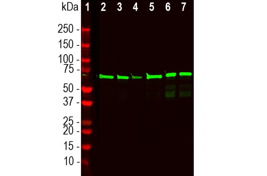 Western Blot - Anti-NF L Antibody (A333279) - Antibodies.com