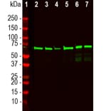Western Blot - Anti-NF L Antibody (A333279) - Antibodies.com