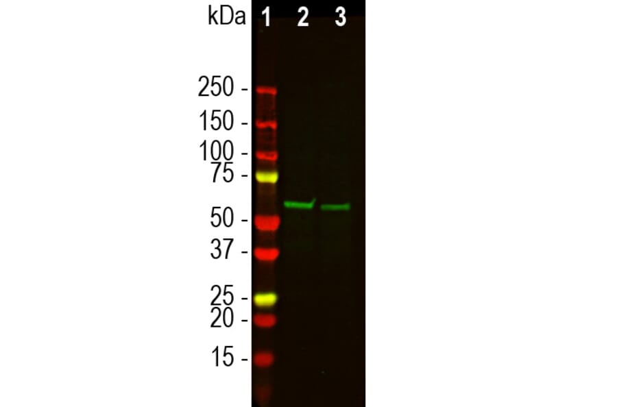 Western Blot - Anti-Tyrosine Hydroxylase Antibody (A333280) - Antibodies.com