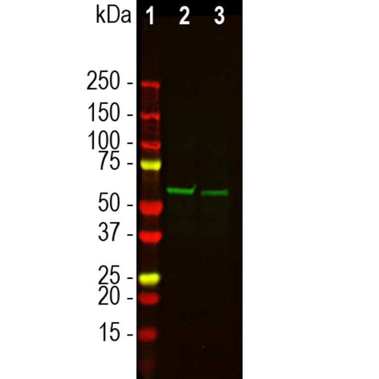 Western Blot - Anti-Tyrosine Hydroxylase Antibody (A333280) - Antibodies.com