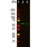 Western Blot - Anti-Tyrosine Hydroxylase Antibody (A333280) - Antibodies.com